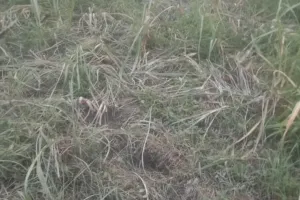 लखीमपुर खीरी : दुधवा जंगल से निकले हाथियों ने रौंदी कई एकड़ गन्ने की फसल