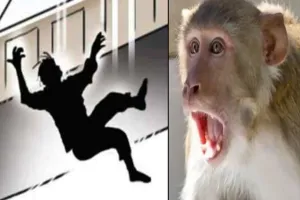 बदायूं : बंदरों से बचने को भागे युवक की छत से गिरकर मौत