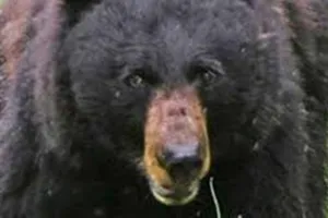 एमपी के सीधी में भालू का आतंक, हमले में 3 लोगों की मौत, दो घायल, फिर गुस्साए ग्रामीणों ने कर दिया कांड