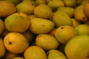 Lucknow News: दशहरी ने ली विदाई, सफेदा भी चलने को तैयार, बाजारों में लगी चौसा की भरमार