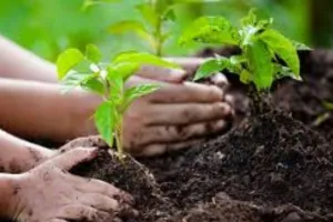 एक पेड़ मां के नाम 2.0 का महाअभियान जारी, अबतक रोपे गये 17.57 करोड़ से अधिक पौधे