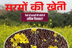 घरेलू उत्पादन में आत्मनिर्भरता के लिए महत्वपूर्ण है देशी तिलहन, विशेषज्ञों ने कही यह बात उच्च उपज, रकबा बढ़ाने की जरुरत 