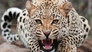 जंगल में तेंदुए ने बोला महिला पर हमला