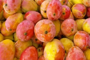 अब अमेरिका चखेगा भारतीय आमों का स्वाद, सिएटल में किया जायेगा ‘Premium’ Mangos का exhibition