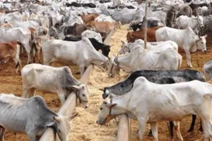 उत्तर प्रदेश में 16 नवनिर्मित गो संरक्षण केंद्रों की शुरुआत, बोले धर्मपाल सिंह- निर्माण में गुणवत्ता से न हो कोई समझौता