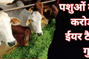 पशुओं के करोड़ों ईयर टैग गुम, केंद्र ने दिए थे 9.50 करोड़ ईयर टैग, पोर्टल पर दिख रहे 3.30 करोड़