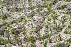 UP News: प्रदेश में बारिश की कमी से चिंता, 29 जिलों में सूखे की आशंका, फसलों पर संकट; कृषि विभाग ने की सहायता की मांग