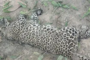 UP News: महराजगंज में मादा तेंदुए का मिला शव 