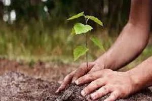 पौधरोपण से 9 हजार श्रमिकों को मिला रोजगार, 600 बड़े स्थलों की देखरेख के लिए लगाए जाएंगे श्रमिक