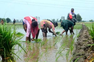 बिजली कटौती से प्रभावित हो रही धान की रोपाई, आक्रोशित व्यापारियों ने ज्ञापन देकर की सुधार की मांग 
