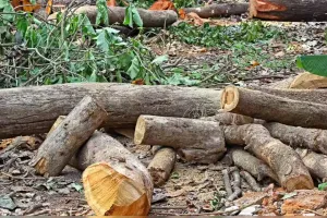 मनरेगा योजना के तहत लगे 131 पेड़ों की अवैध कटान, लेखपाल की तहरीर पर दर्ज हुई रिपोर्ट 