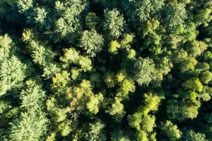 यूपी का Green cover और Forest carbon stock बढ़ा, वृक्षावरण में 3.72 % की वृद्धि दर्ज 