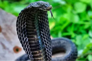  नाग पंचमी आज: जानिए काल सर्प दोष से राहत के लिए नाग देवता को कैसे करें प्रसन्न?