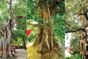 यूपी सरकार की पहल : राज्य में 100 वर्ष से अधिक आयु की 28 प्रजातियां विरासत वृक्ष घोषित