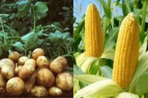 यूपी में मक्का-आलू को मिलेगा सीधा बाजार, Ninjacart-Agristo से करार, 10 हजार किसानों की आय में होगी बढ़ोतरी  