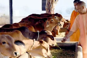पशुओं को छाया और चारा उपलब्ध कराएगी योगी सरकार, UP की सभी गोशालाओं में विकसित होंगे गोपाल वन  