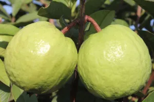 बदायूं: अमरूद का बाग लगाने वाले किसानों को मिलेगा 1.20 लाख का अनुदान