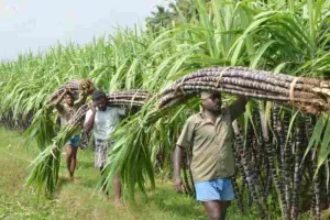 बदायूं: गन्ना खेती से किसानों का मोहभंग...रकबा 2550 हेक्टेयर घटा