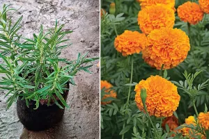 लखीमपुर खीरी: घरों में लगाएं रोजमेरी और गेंदा के प्लांट...मच्छरों से पक्का मिलेगा छुटकारा