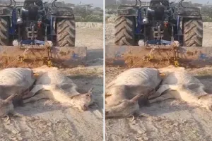 शर्मनाक...पशुओं के शव ट्रैक्टर से खींचे, वीडियो वायरल हुआ तो कार्रवाई के आदेश