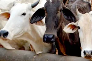 मुरादाबाद: बीमार गोवंशों को नहीं मिल रहा इलाज, पशु चिकित्सकों को भेजा नोटिस