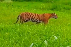 पीलीभीत: अमरिया में घूम रही बाघिन...रेस्क्यू के लिए पीसीसीएफ वाइल्डलाइफ से मांगी अनुमति