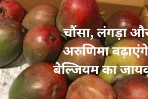  चौंसा, लंगड़ा और अरुणिमा बढ़ाएंगे बेल्जियम का जायका, किसान कमाएंगे बंपर मुनाफा