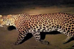 लखीमपुर खीरी: तेंदुए के खौफ से ग्रामीणों में दहशत...वन विभाग के खिलाफ आक्रोश 