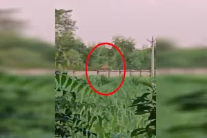 Bareilly: फैक्ट्री की दीवार पर फिर दिखा तेंदुआ...वीडियो वायरल होने के बाद दहशत