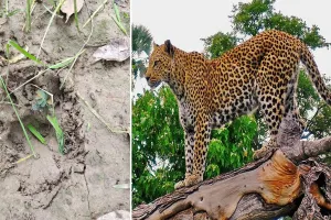 लखीमपुर खीरी: खेत पर दिखा तेंदुआ...किसानों ने भागकर बचाई जान, ग्रामीणों में फैली दहशत