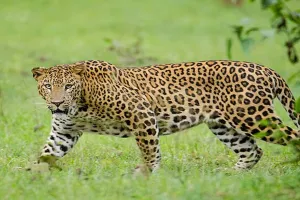 Bareilly: वन विभाग की टीम ने कांबिंग...तेंदुए का नहीं लगा सुराग