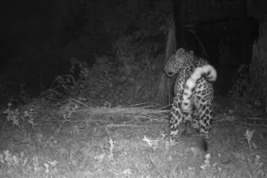 लखीमपुर खीरी: पूर्व विधायक के आवास के पास पकड़ा गया तेंदुआ दुधवा में छोड़ा