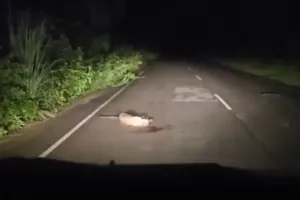 लखीमपुर खीरी: कार की टक्कर से सड़क क्रॉस कर रहे तेंदुए की मौत