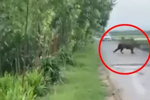 Bareilly: पिंजरे में बकरा लगाया मगर शिकार करने नहीं आ रहा तेंदुआ