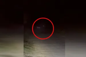 Bareilly: हाफिजगंज में दो तेंदुए दिखने से फैली दहशत...एक दिन पहले किसान को किया था घायल