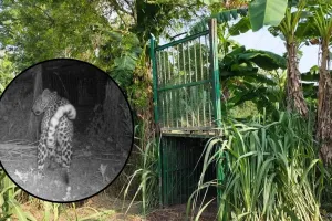 लखीमपुर खीरी: बच्चे की मौत के बाद वन विभाग ने लगाए ट्रैप कैमरे व पिंजड़ा...सीसीटीवी में दिखा तेंदुआ