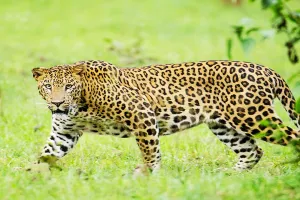 बहराइच : महिला पर जानलेवा हमला करने वाला तेंदुआ हुआ पिंजरे में कैद 