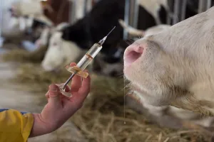 लखनऊ में पशुओं का टीकाकरण शुरू, 4.50 लाख लक्ष्य