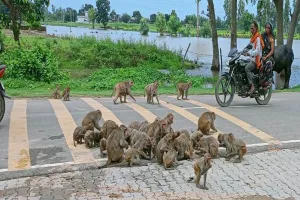 पीलीभीत: बंदरों का आतंक...मकरंदापुर चौराहे से संभलकर गुजरें