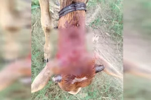 लखीमपुर खीरी: घास चर रहे बछड़े पर हमला कर तेंदुए ने किया घायल 