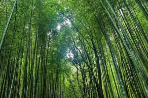 शाहजहांपुर: 10 एकड़ भूमि में लगेगा बास वन...तुर्कीखेड़ा में किया जाएगा पौधारोपण