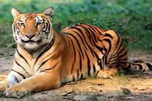 बिजनौर: बाघ की सूचना पर लगाए ट्रैप कैमरे और पिंजरे...ग्रामीणों दहशत बरकरार