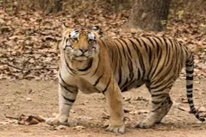 पीलीभीत: बाघ ने लगाई छलांग...गिरकर घायल हुए बाइक सवार