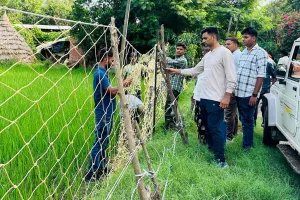 पीलीभीत: बाघ ने हाईवे किनारे खेतों में डाला डेरा...डीएफओ की टीम पर हमले की कोशिश