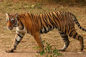 पीलीभीत: खुले में शौच नहीं जाने की अपील...क्योंकि गांव में घूम रहे बाघ और तेंदुआ