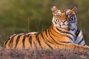 World Tiger Day: बाघ संरक्षण से मिली संजीवनी...लेकिन इंसानी टकराव बड़ी चुनौती