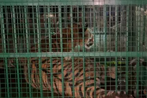 पीलीभीत: पकड़ी गई हमलावर बाघिन, 11 घंटे तक चला रेस्क्यू, दर्जन भर गांवों में थी दहशत