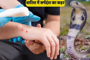 बारिश में सर्पदंश के मामले बढ़े, स्वास्थ्य विभाग अलर्ट : जागरूकता की कमी से जा रही लोगों की जान