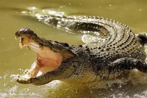 लखीमपुर खीरी: भैंस चराने नदी किनारे गए पशुपालक को खींच ले गया मगरमच्छ