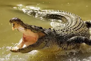 लखीमपुर खीरी:  भैंस चराने के दौरान खींच ले गया था मगरमच्छ...पशु पालक का नदी से शव बरामद